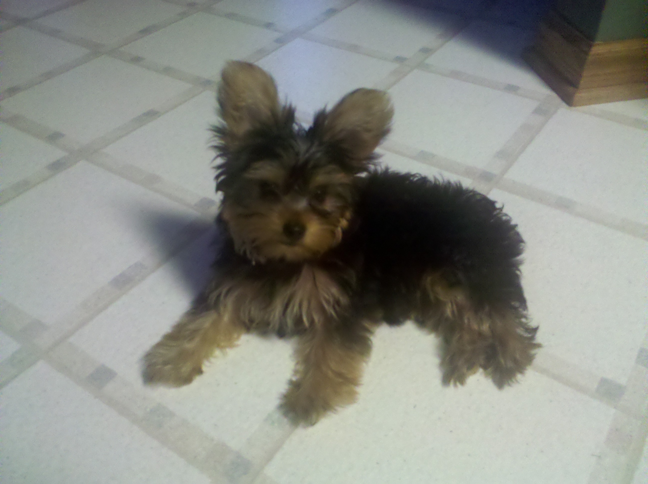 2011: Resting Ava pup