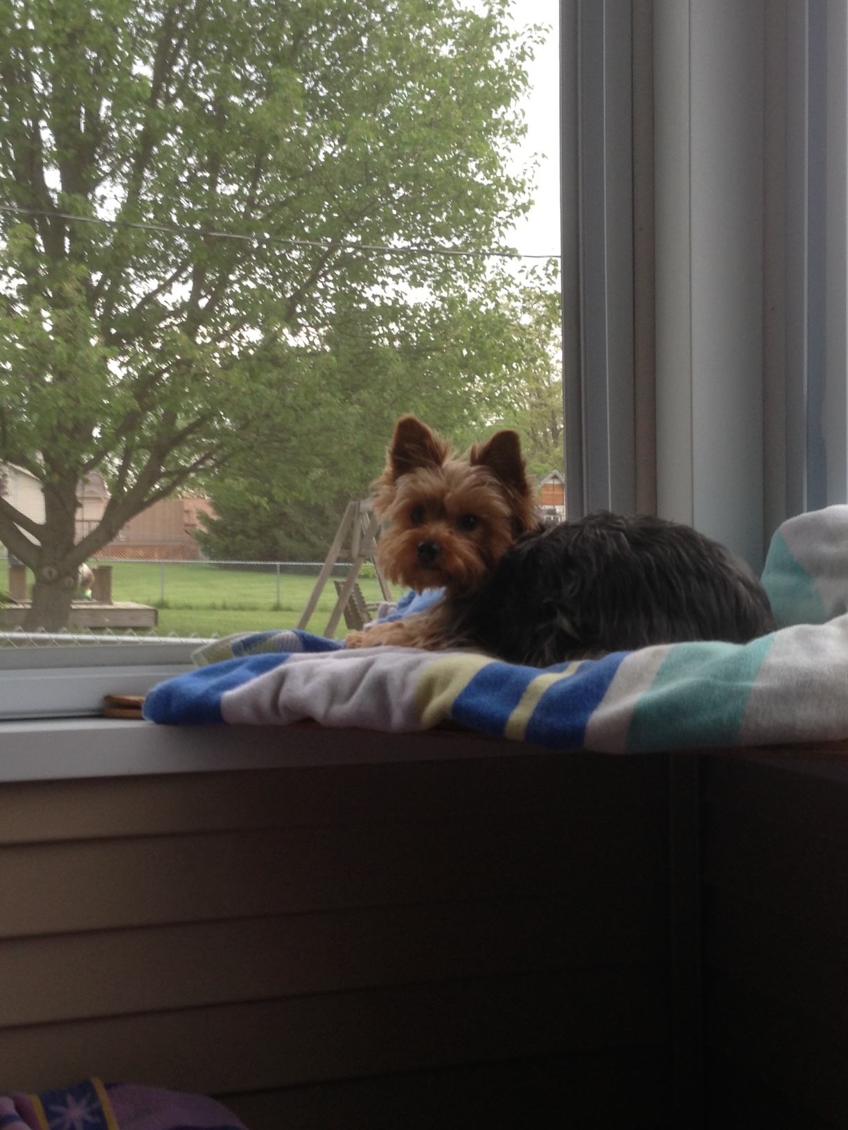 2013: Window view