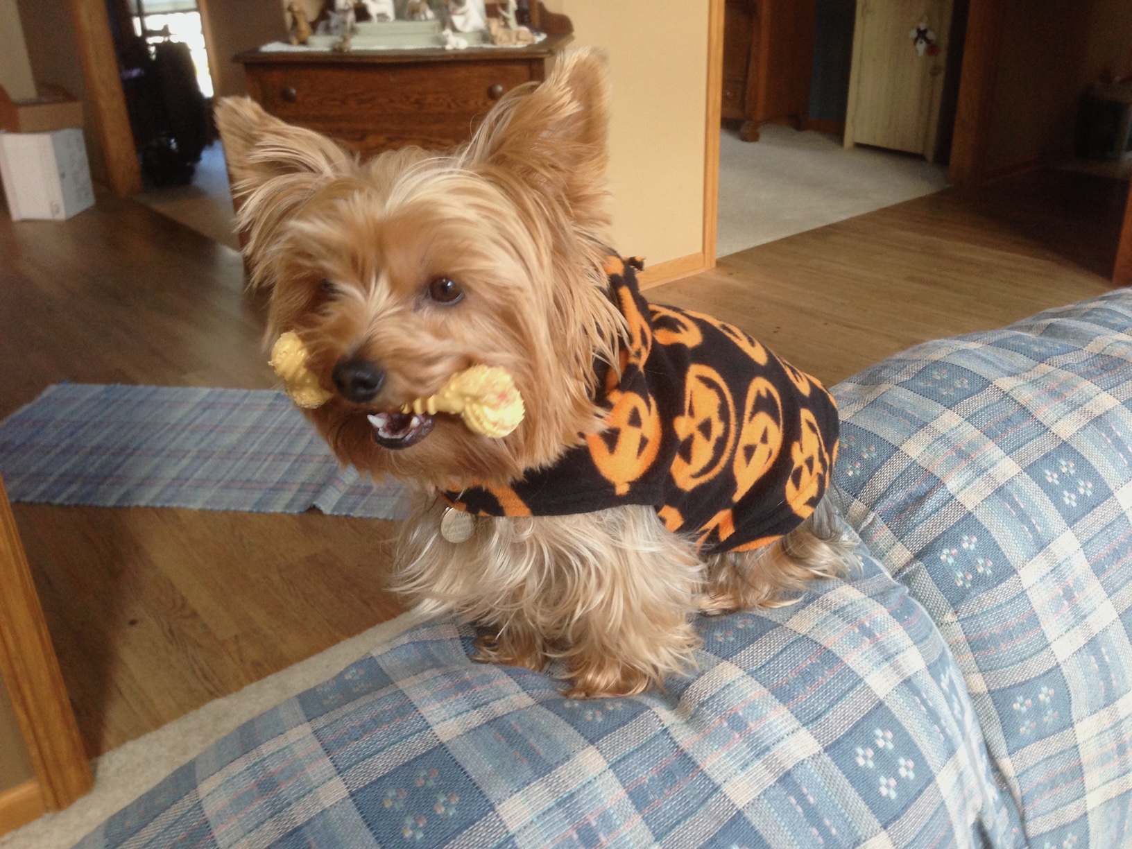 2013: Halloween treat