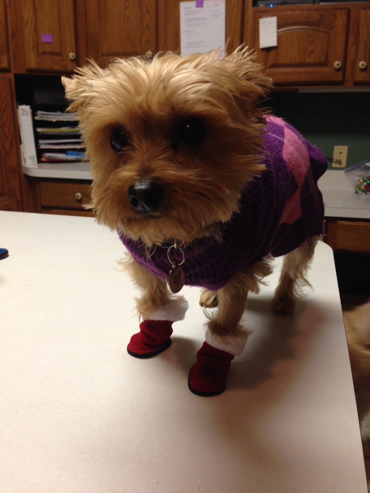 2013: Christmas boots