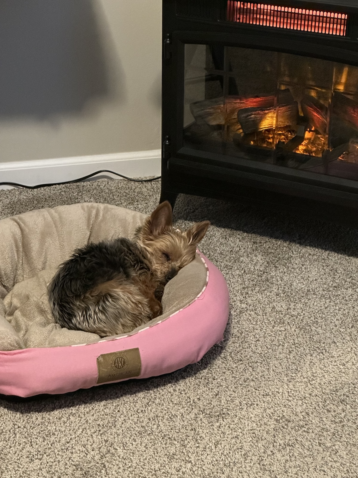 2023: Napping by the fire