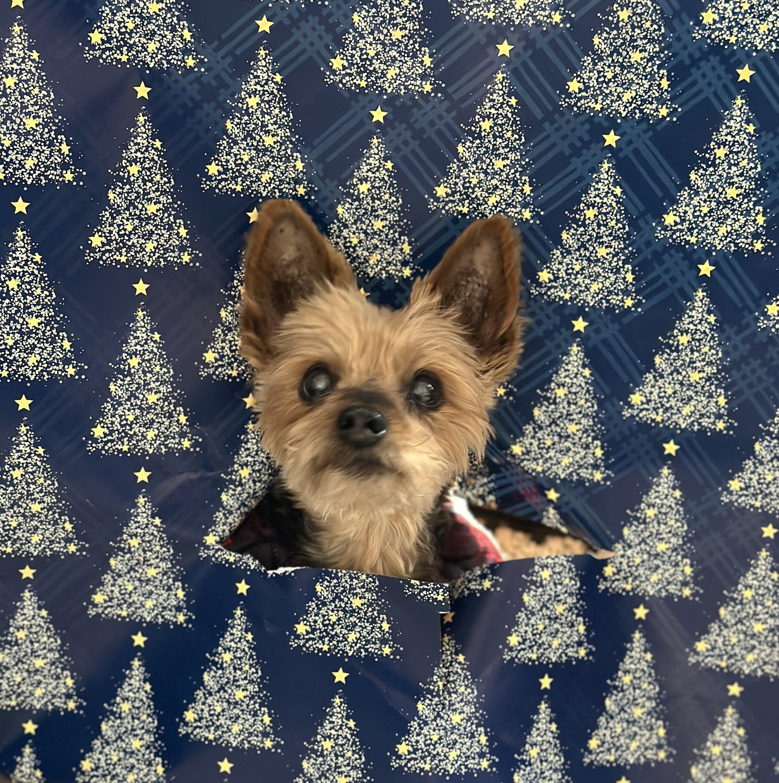 2025: Ava's last Christmas