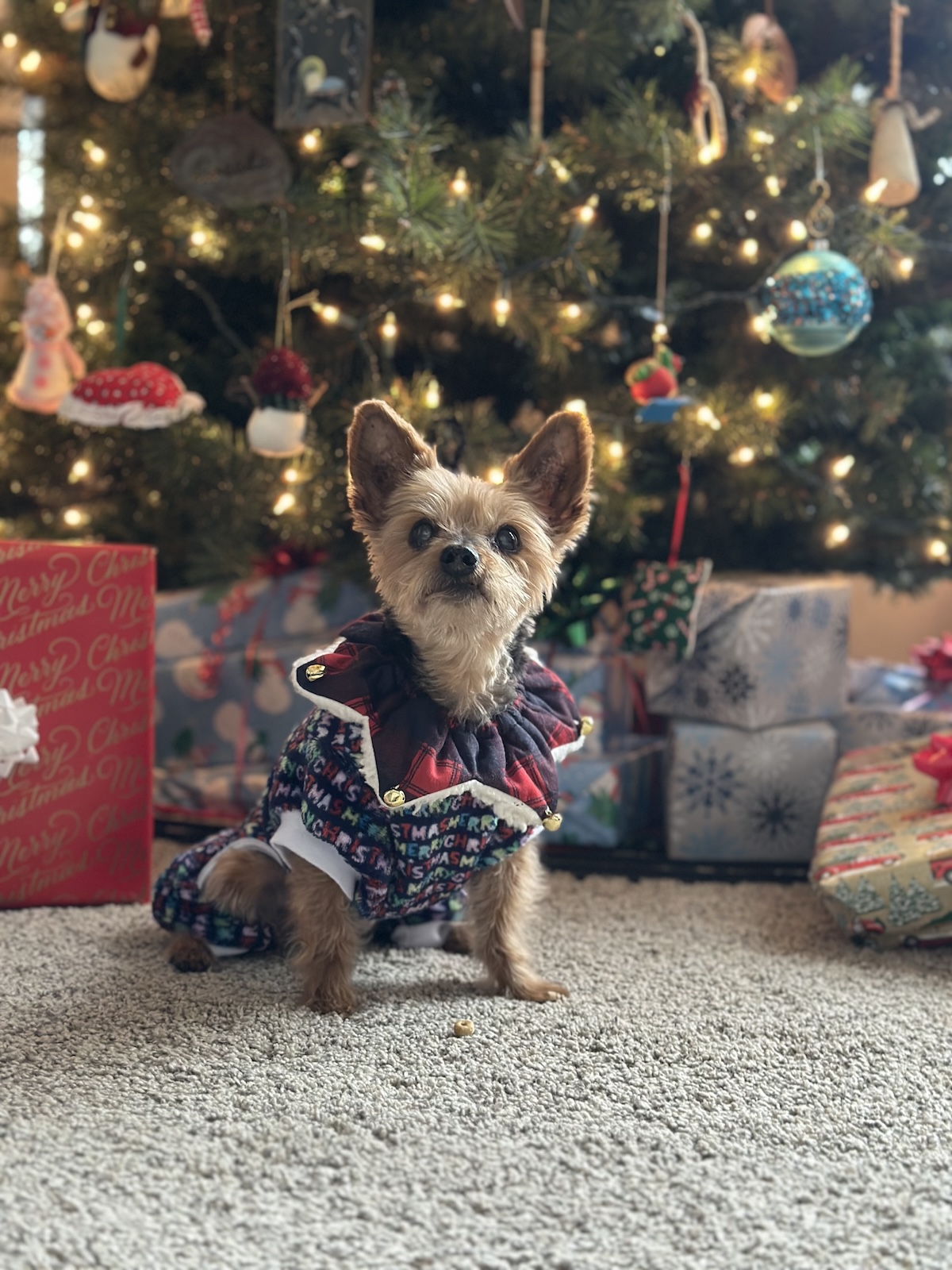 2025: Ava's last Christmas