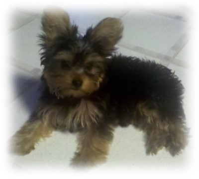 Ava as a tiny puppy